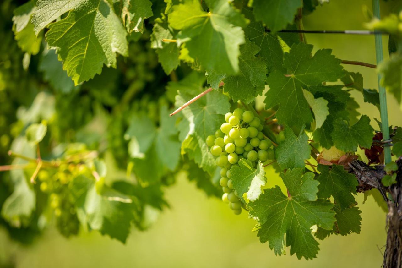 Weingut-Gaestehaus Birnstingl 게믈리츠 외부 사진